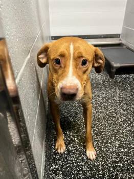 Reid -  Mixed Breed Dog for Adoption in Jackson, Tennessee - Reid | PetCurious