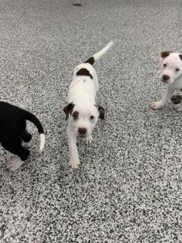 ARIEL -  American Bulldog Dog for Adoption in Vaughan, Ontario - ARIEL | PetCurious