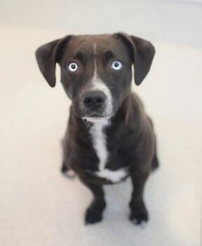 Beagle and Dachshund Dogs Available for Adoption in Pontiac, Michigan - Solstice | PetCurious