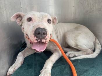 PEARL -  Pit Bull Terrier and Mixed Breed Dog for Adoption in Rowlett, Texas - PEARL | PetCurious