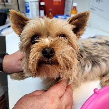 Goldie -  Yorkshire Terrier Dog for Adoption in Belfair, Washington - Goldie | PetCurious