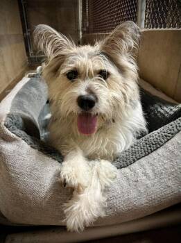 Agnes -  Sheep Dog Dog for Adoption in Phoenix, Arizona - Agnes | PetCurious