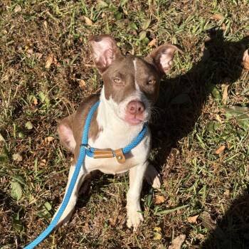 Rescue Pit Bull Terrier Dogs for Adoption in Newborn, Georgia - BISCUIT | PetCurious