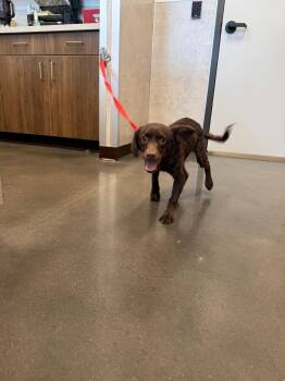 Locks -  Collie and Labrador Retriever Dog for Adoption in Clarksville, Tennessee - Locks | PetCurious