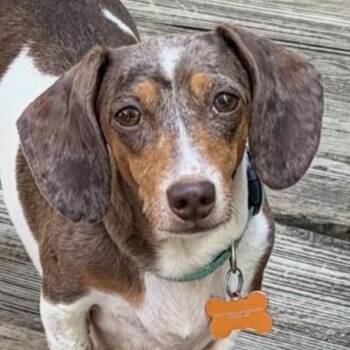 Frankenfurter -  Dachshund Dog for Adoption in Normal, Illinois - Frankenfurter | PetCurious