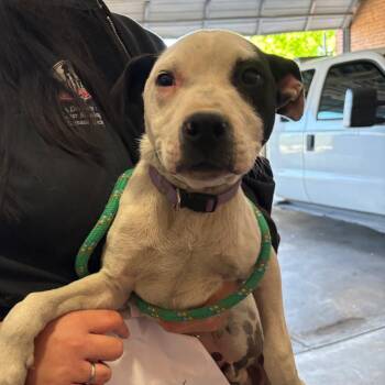 Pit Bull Terrier Dogs Available for Adoption in Birmingham, Alabama - Schneider | PetCurious