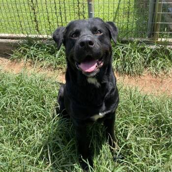 Goob -  Black Labrador Retriever and Mastiff Dog for Adoption in Stillwater, Oklahoma - Goob | PetCurious