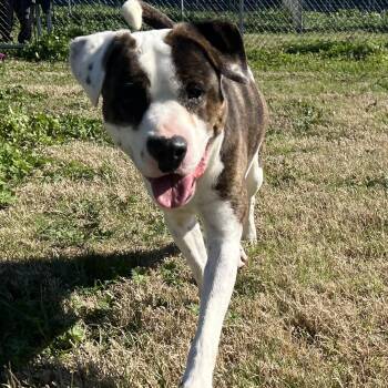 American Bulldog and Terrier Dogs Available for Adoption in Wharton, Texas - Cletus | PetCurious