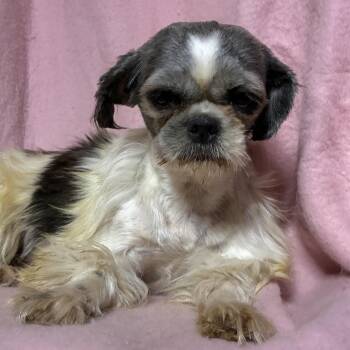 Mimi -  Shih Tzu and Mixed Breed Dog for Adoption in Pelham, New Hampshire - Mimi | PetCurious