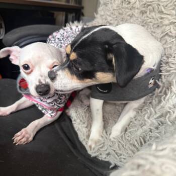 MINNIE -  Chihuahua Dog for Adoption in Union City, Pennsylvania - MINNIE | PetCurious