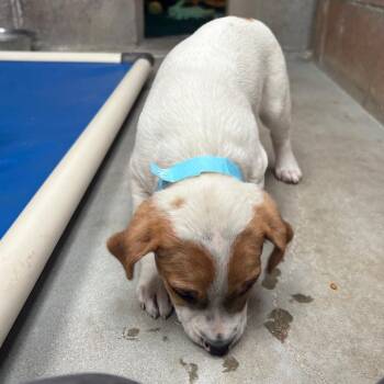 Collette -  English Bulldog and Pit Bull Terrier Dog for Adoption in Goleta, California - Collette | PetCurious