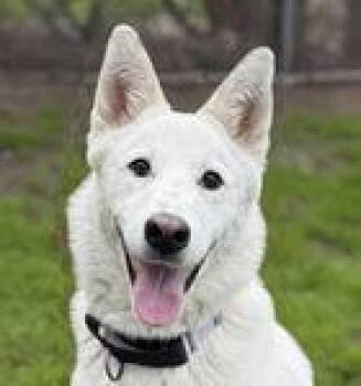 Husky and Shepherd Dogs Available for Adoption - Jasper | PetCurious