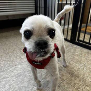 Pug Dogs Available for Adoption - Biscuit | PetCurious