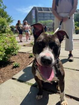 Portia -  Mixed Breed Dog for Adoption in West Chester, Pennsylvania - Portia | PetCurious