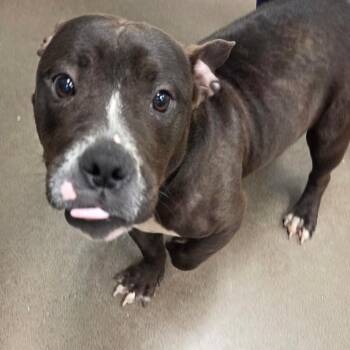 Olivia -  Mixed Breed Dog for Adoption in Chattanooga, Tennessee - Olivia | PetCurious