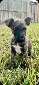 Rescue Dutch Shepherd Dogs for Adoption in Harlingen, Texas - Lulu | PetCurious