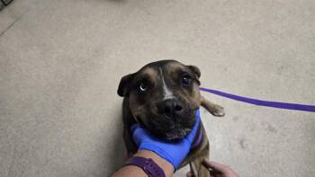 CALI -  Pit Bull Terrier and Mixed Breed Dog for Adoption in Riverside, California - CALI | PetCurious