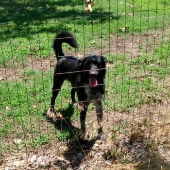 Border Collie and Australian Cattle Dog Blue Heeler Dogs Available for Adoption - Boots | PetCurious
