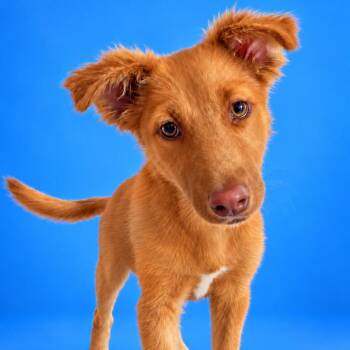 Tammy -  Shepherd and Australian Shepherd Dog for Adoption in San Diego, California - Tammy | PetCurious