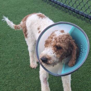Jameson 6942 -  Poodle Dog for Adoption in Loxahatchee Groves, Florida - Jameson 6942 | PetCurious
