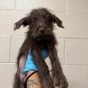 Moose -  Wirehaired Terrier Dog for Adoption in Birmingham, Alabama - Moose | PetCurious