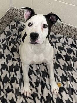 Pebbles -  Pit Bull Terrier and Mixed Breed Dog for Adoption in Westland, Michigan - Pebbles | PetCurious