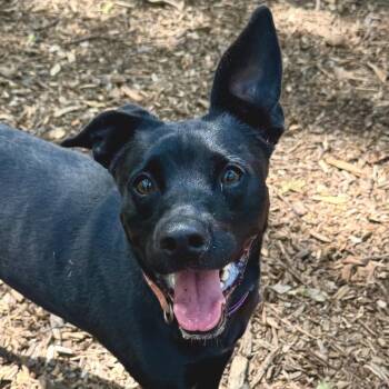 Wilma -  Mixed Breed Dog for Adoption in Decatur, Georgia - Wilma | PetCurious