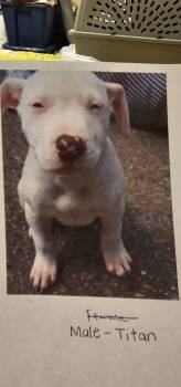 Pit Bull Terrier Dogs Available for Adoption in Biloxi, Mississippi - Titan Bigfoot | PetCurious