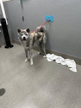 COBRA -  Akita Dog for Adoption in Las Vegas, Nevada - COBRA | PetCurious