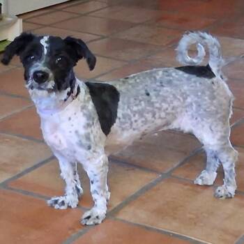 Havanese and Miniature Poodle Dogs Available for Adoption in Marana, Arizona - SELENA | PetCurious