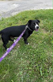 Border Collie and Mixed Breed Dogs Available for Adoption in Evansville, Indiana - Ollie | PetCurious
