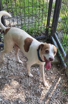 Rowdy -  Beagle Dog for Adoption in Stanton, Kentucky - Rowdy | PetCurious