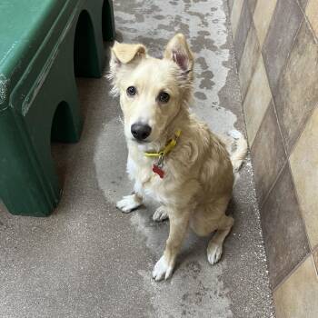 Great Pyrenees Dogs Available for Adoption in Las Vegas, Nevada - Allspice | PetCurious