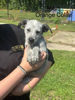 Miles II -  Australian Cattle Dog Blue Heeler Dog for Adoption in Cambridge, Maryland - Miles II | PetCurious