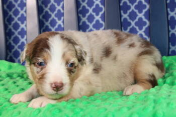 Australian Shepherd Dogs Available for Sale - Hadley | PetCurious