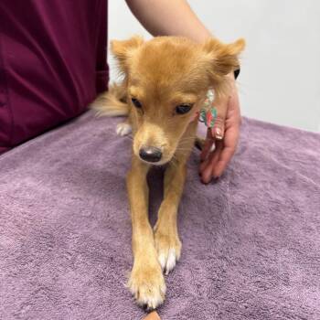 Emmy -  Chihuahua Dog for Adoption in Chico, California - Emmy | PetCurious