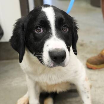 Ziggy -  Rough Collie and Labrador Retriever Dog for Adoption in Allentown, Pennsylvania - Ziggy | PetCurious