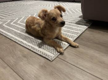 Rescue Chihuahua Dogs for Adoption in Tustin, California - Foster Needed Immediately | PetCurious