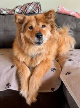 Chow Chow Dogs Available for Adoption - Sable | PetCurious