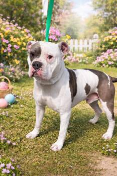 American Bulldog Dogs Available for Adoption - Thor | PetCurious