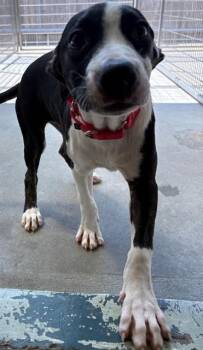 CINDY -  Labrador Retriever and Mixed Breed Dog for Adoption in Brewster, Massachusetts - CINDY | PetCurious