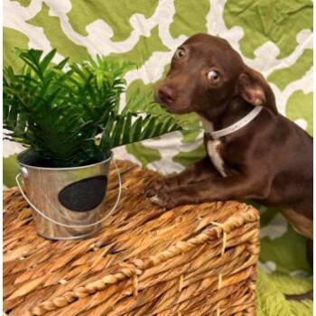 Petunia -  Chihuahua and Mixed Breed Dog for Adoption in Tacoma, Washington - Petunia | PetCurious