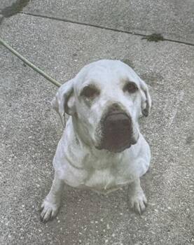 Enola -  Labrador Retriever Dog for Adoption in Fort Madison, Iowa - Enola | PetCurious