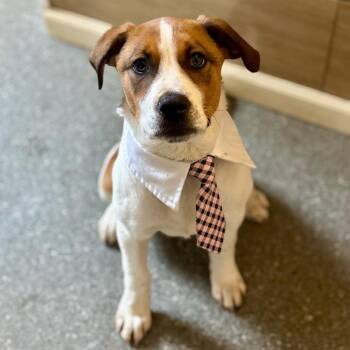 Beagle and Boxer Dogs Available for Adoption in Metamora, Michigan - Teddy | PetCurious