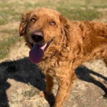 Golden Retriever and Standard Poodle Dogs Available for Adoption in Winchester, California - Aspen | PetCurious