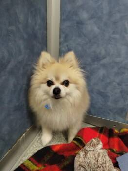 LUCAS -  Pomeranian Dog for Adoption in Loveland, Colorado - LUCAS | PetCurious