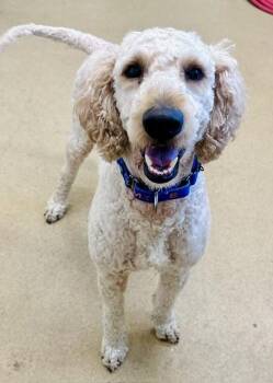 CAPTAIN CRUNCH -  Poodle Dog for Adoption in Derwood, Maryland - CAPTAIN CRUNCH | PetCurious