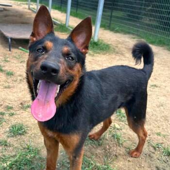 Foster Newski -  German Shepherd Dog Dog for Adoption in Oswego, Illinois - Foster Newski | PetCurious