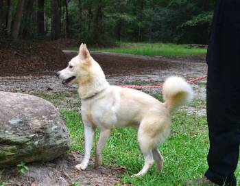 Sunni -  Husky and Pomeranian Dog for Adoption in Willingboro, New Jersey - Sunni | PetCurious
