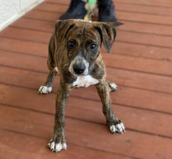 Deuce -  Hound and Terrier Dog for Adoption in Slidell, Louisiana - Deuce | PetCurious